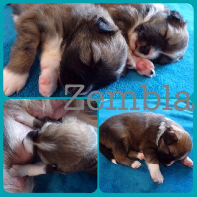 zembla-pup-born
